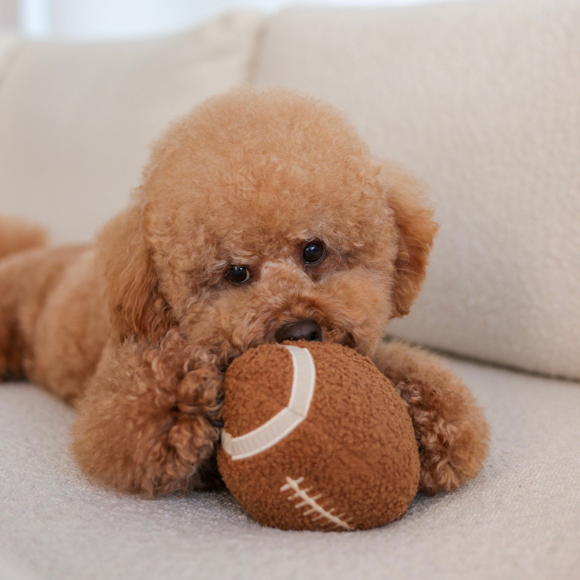 LAMBWOLF Schnüffelspielzeug Football – Pudel beim Spielen