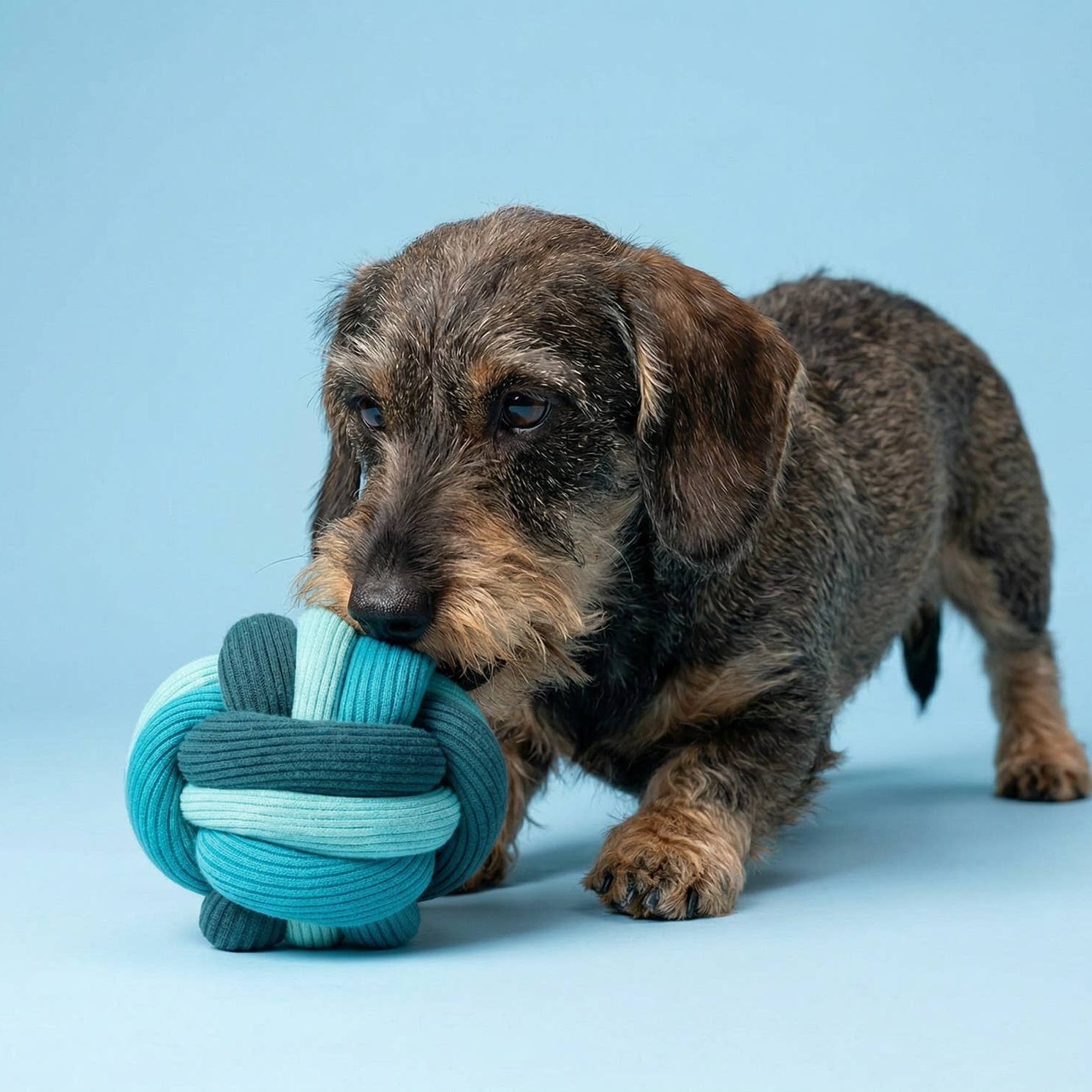 lumiies Twisty Ball Ocean – Schnüffelspiel mit Hund