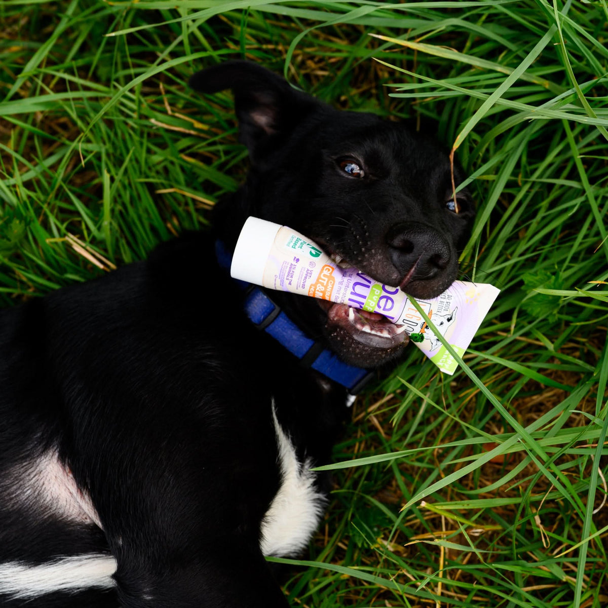 VEGDOG Belly Vurst – Hund mit der Belly-Vurst-Tube auf einer Wiese