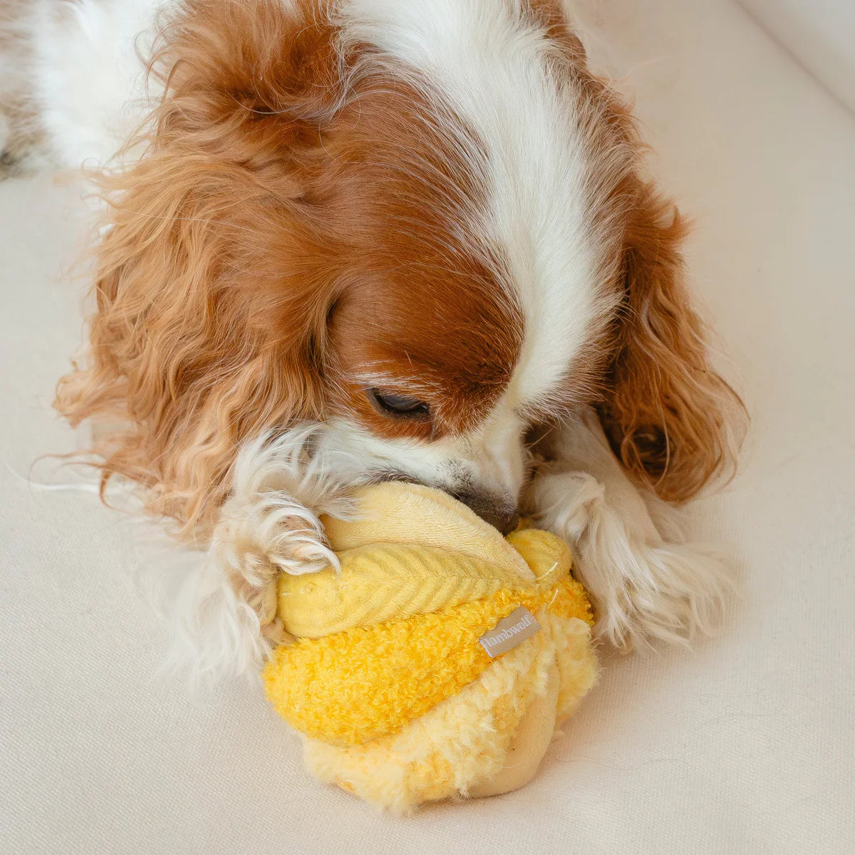 Schnüffelball Toto Small Gelb