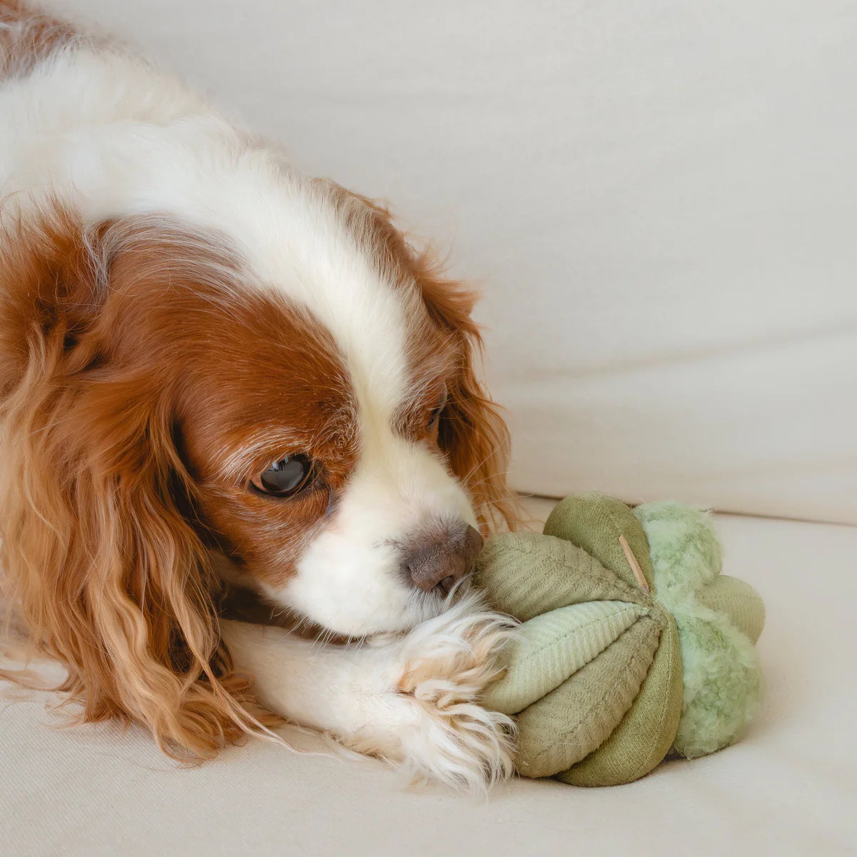 Schnüffelball Toto Small Fern