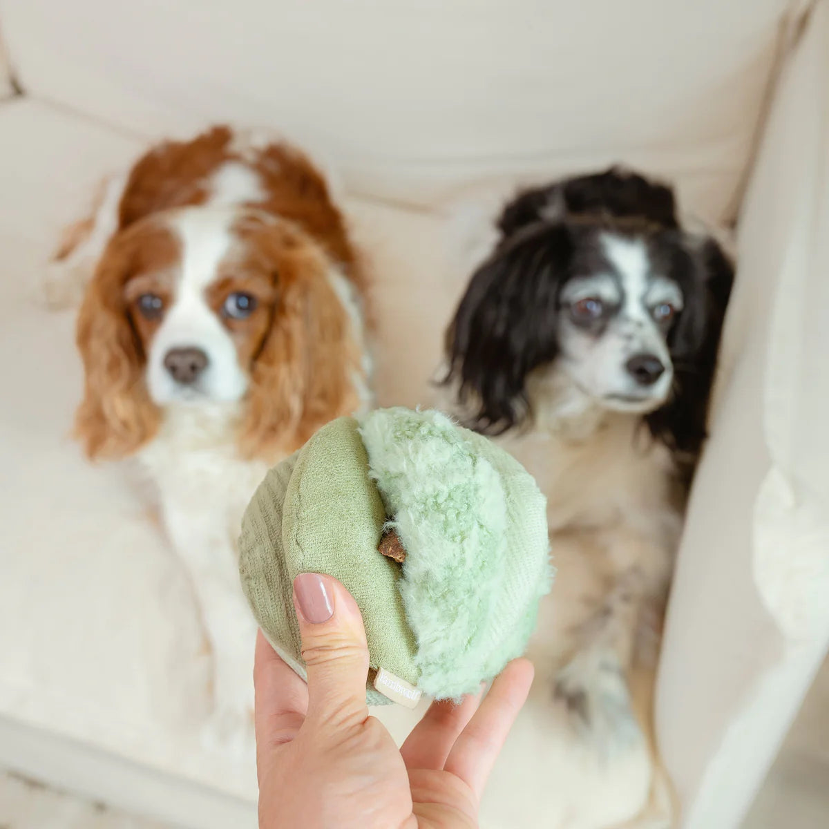 Schnüffelball Toto Small Fern