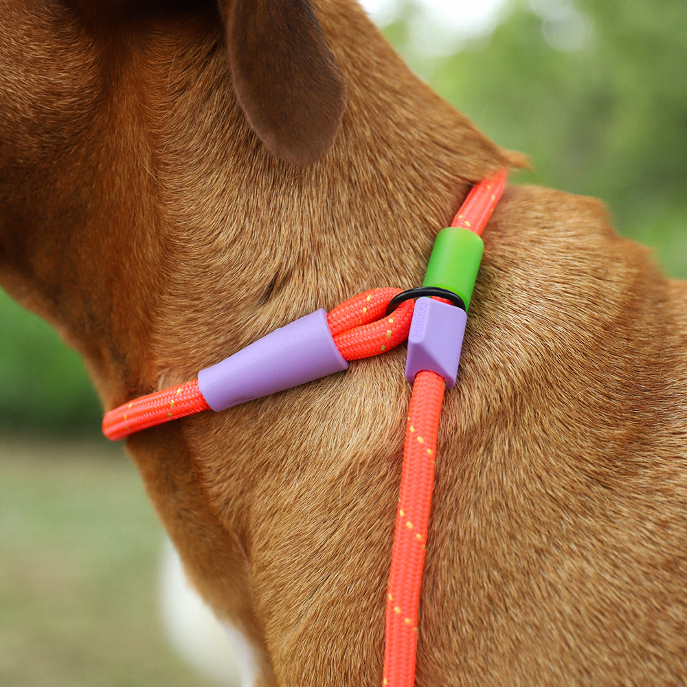 Zee.Dog Slip-N-Lock Everest – Ansicht 3